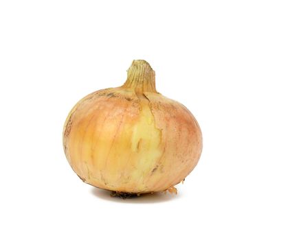 whole onion in brown husk isolated on white background