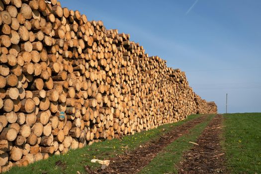 Forestry, log piles and footpath