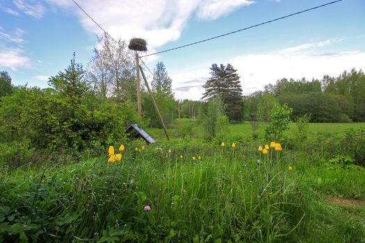 Spring landscape in countryside with blooming yellow tulips and storks nest