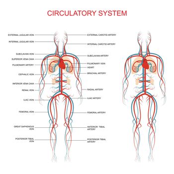 circulatory system, human blood artery