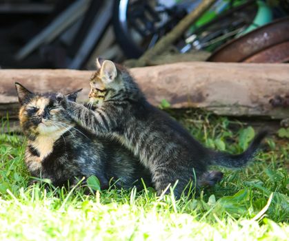 Adorable kitten playing with her mother cat outdoors