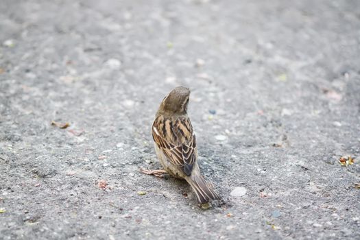 Beautiful little sparrow bird