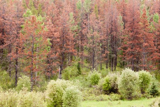 Mountain Pine Beetle killed pine forest