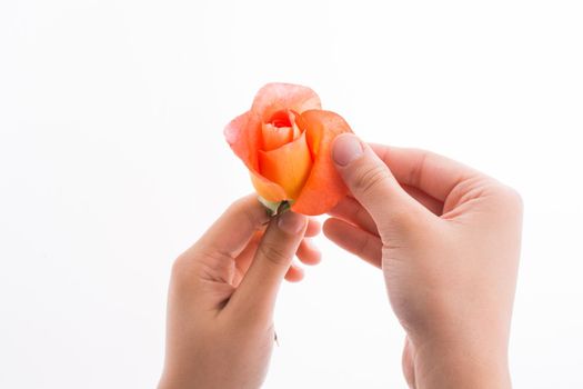Hand holding a rose
