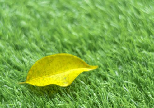 Yellow fall leaf on the artificial grass by shallow depth of field