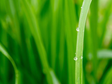 Drops of water on blade of grass