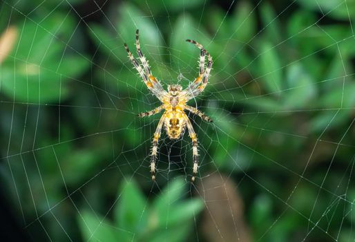 large orb weaver spider on its web in a garden