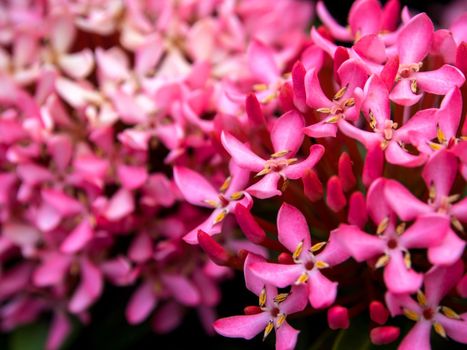 Tight cluster of Pink Ixora flower inflorescences
