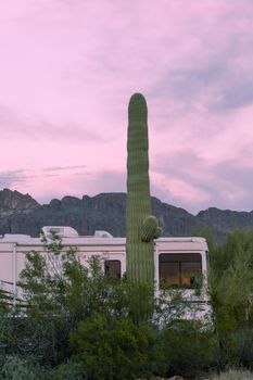 Desert campground motorhome RV Saguaro Cactus