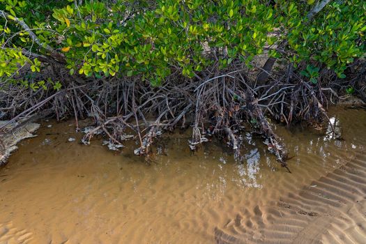 Ecosystem Of Saltwater Mangroves