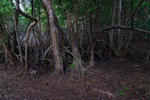 Ecosystem Of Saltwater Mangroves
