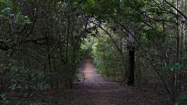 Bushland Track To Enjoy Nature