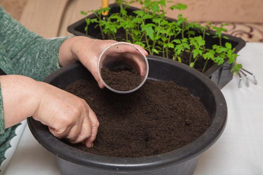 Close-up of female hands scoop compost into a pot for seedlings.