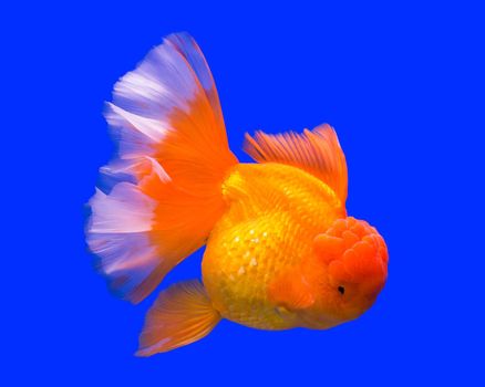 Gold fish in aquarium tank