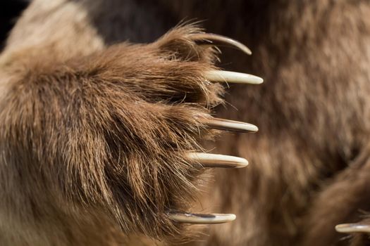 Brown Bear Paw With sharp Claws 