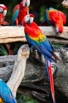 Scarlet macaw portrait