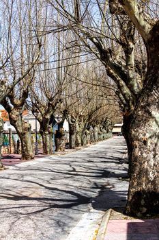 Street with colossal trees in Spain