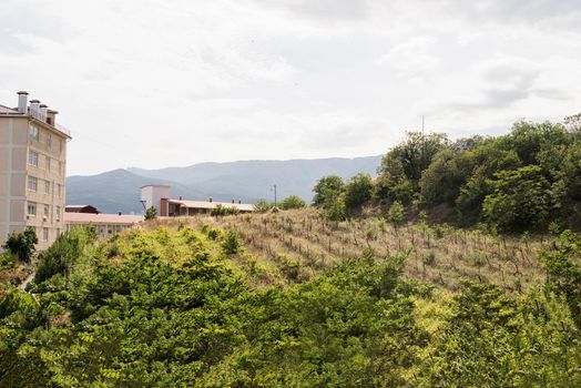 Old vineyard landscape in Crimea