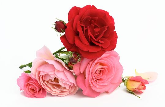 bouquet of red and pink roses on white background, festive bouquet