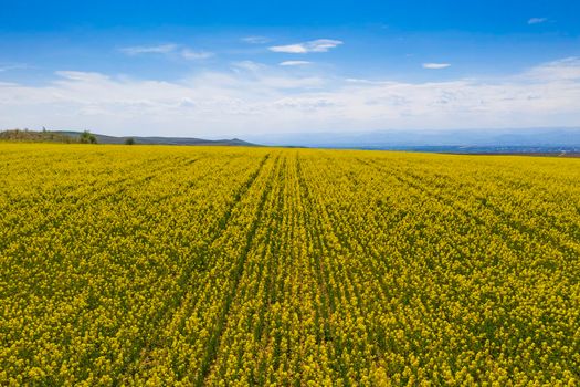 Aerial view of canola field during bloom in a spring landscape