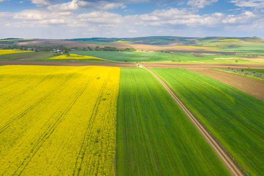Fresh yellow and green fields viewed from above during spring near farm