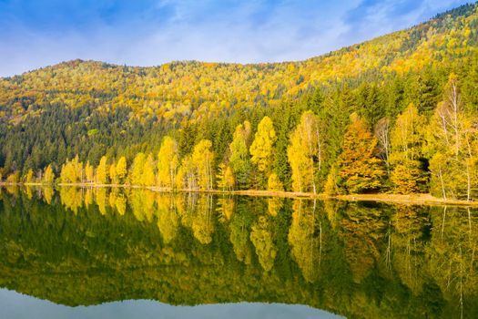 Golden forest trees mirroring in lake water surface. Saint Anne Lake is the only one crater lake from Romania, located  in volcanic crater of Ciomatu Mare Volcano.