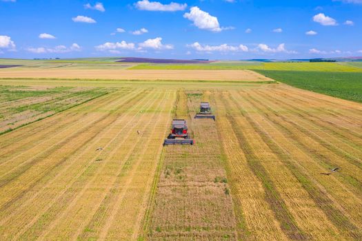 Aerial view of harvesting wheat field, combine machines working on summer field