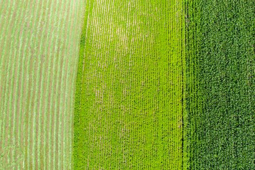 Different green fields viewed from above, agriculture fields as texture