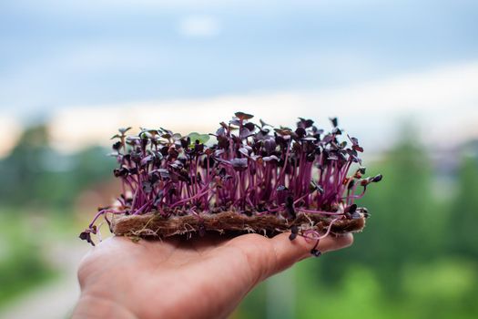 Purple micro-green radish sprouts in your hand. 