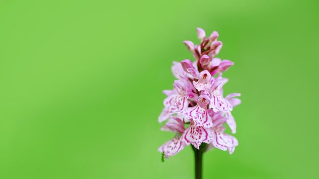 Early Purple Orchid - Orchis mascula macro photo