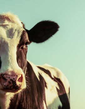 Holstein cow portrait in vintage style