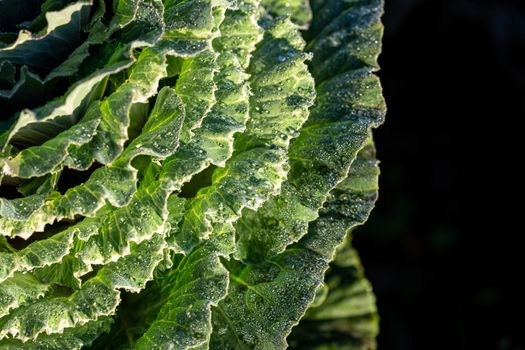 Close focus on leaves of cabbage covering by water on dark background.