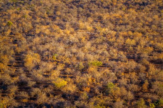 Bushveld in fall colors panorama view in Kruger National park, South Africa