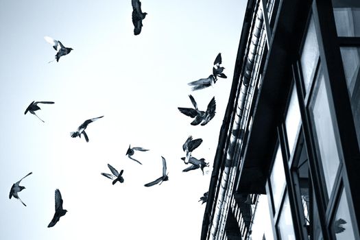 A flock of pigeons landing on the roof of an old house