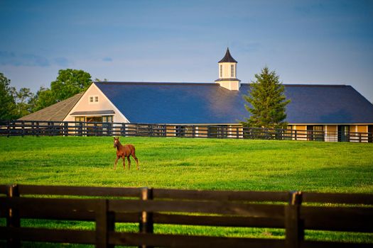 Young thoroughbred foal in a field with horse barn in the background.