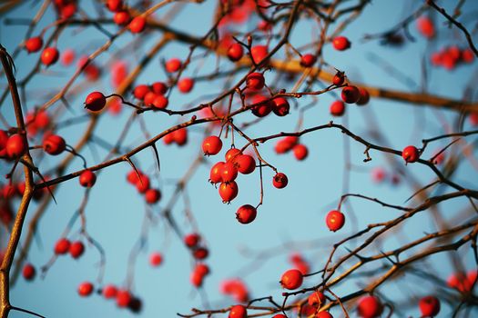 Thorn twigs with berries