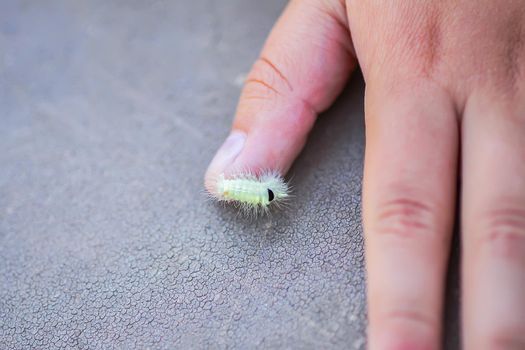 Calliteara pudibunda hairy fluffy caterpillar